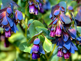 Диковинный восковник: выращивание и размножение «голубого чуда» в саду