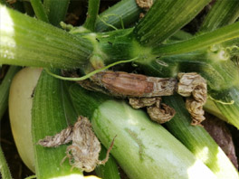 Причины гниения кабачков в процессе их созревания 