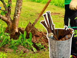 Зачем закапывать железо под дерево: разбираемся в старинной садоводческой традиции