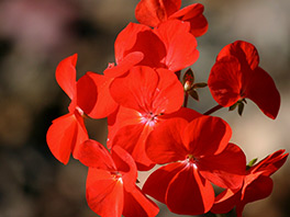 Как сохранить пеларгонию зимой