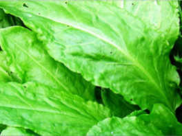 Семена щавеля - когда сажать, как выращивать и как получить хороший урожай