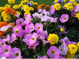 Популярные садовые цветы: неприхотливые и красивые