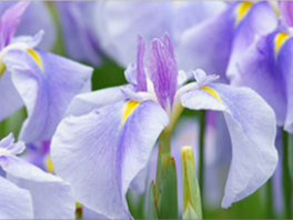 Почему у ирисов желтеют листья - основные болезни