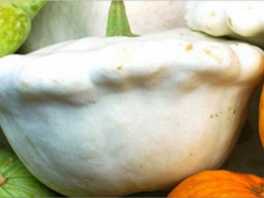 Семена Патиссонов - посадка, выращивание, уход, фото, самые популярные сорта