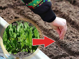 Осенний посев щавеля под зиму - основные правила