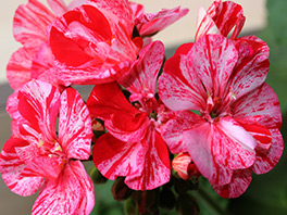 Посадка пеларгонии семенами и уход в домашних условиях