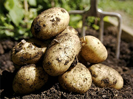 Стоит ли выращивать картофель из семян? Плюсы и минусы этого способа