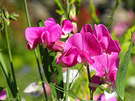 Как вырастить душистый горошек?