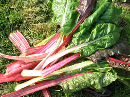 Зачем закапывать на участке свекольную ботву под томатами 