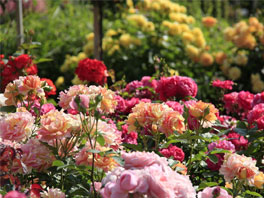 Неправильное укрытие роз: ошибки, которые не следует допускать