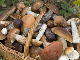 Выращивание грибов на даче – простые советы для отличного урожая 