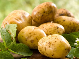 Сто клубней с куста - это реальность: выращивание картофеля по методу Балабанова