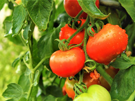 Вкусные помидоры при любой погоде - 6 советов для урожая томатов
