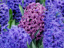 Чем подкормить гиацинты после цветения?