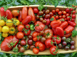 Ключевые критерии выбора семян томатов для выращивания