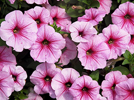 Посев петунии на рассаду - способы, особенности, уход