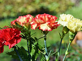 Гвоздика: особенности выращивания ароматного цветка