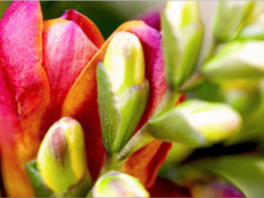 Почему Фрезия не всегда прорастает?