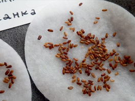 Способы стратификации семян: как проводить процедуру, что учитывать