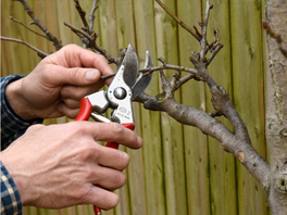 Весенняя обрезка плодовых деревьев: эффективные методы для обильного урожая в вашем саду