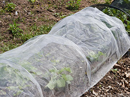 Укрывать или не укрывать садовую землянику перед зимой? Если да, то когда и как?