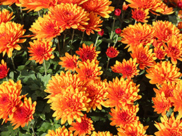 Хризантемы: посадка, выращивание, уход