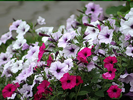 Секреты выращивания Петунии из семян