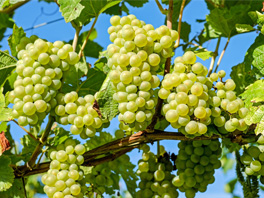 Можно ли обрывать листья на винограде летом и осенью