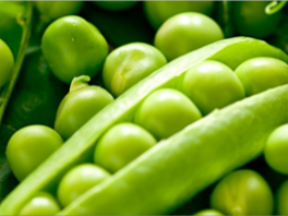 Семена гороха - посадка, выращивание, уход, популярные сорта