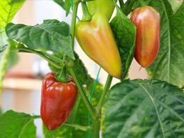 Как правильно вырастить сладкий перец в теплице: подробная инструкция