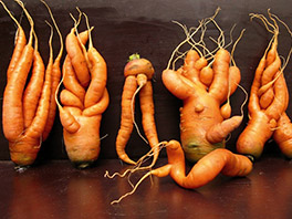 Почему морковь рогатая?