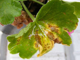 Жёлтые листья герани и других домашних растений: разве это нормально