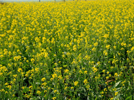 Сидераты – растения, улучшающие характеристики почвы