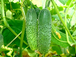 Ранний урожай огурцов: секреты и рекомендации для его получения
