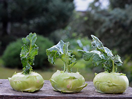 Кольраби - холодостойкая капуста южного происхождения