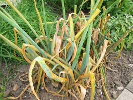 Что делать, если желтеет лук: памятка каждому огороднику