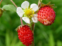 Как получить богатый урожай земляники - специальные удобрения точно в срок