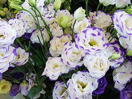 Особенности выращивания эустомы: как исключить пожелтение листьев