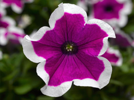 Секреты получения качественной рассады петуний: рекомендации для садовода