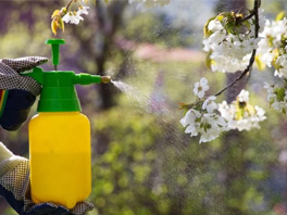 Защитная обработка сада ранней весной: семь важных моментов, о которых нужно знать