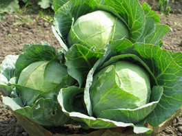 Дружба с капустой: какие овощи будут расти после нее