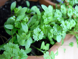 Выращивание петрушки на подоконнике: тонкости и нюансы