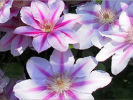 Как ухаживать за клематисами