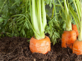 Как избежать типичных проблем при выращивании моркови