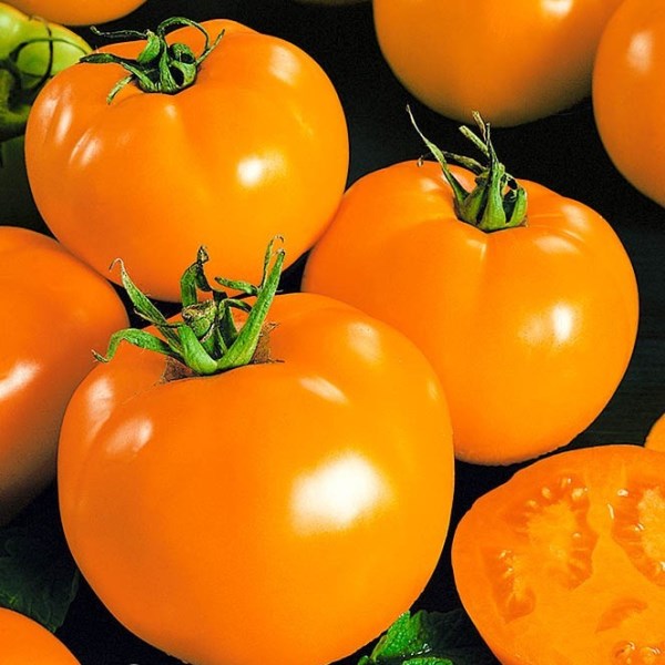Томат Алтайский оранжевый семена - низкая цена, описание, отзывы, продажа