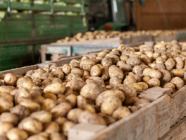 Почему в погребе гниет картофель зимой и как этого избежать: 6 опаснейших врагов и способы борьбы с ними