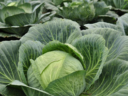 Подзимний посев капусты: преимущества, риски, советы опытных землепользователей