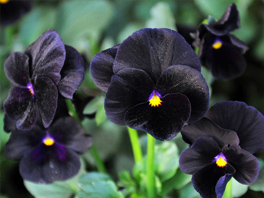 Сады ночи: 12 садовых красавиц с цветками глубоких черных оттенков