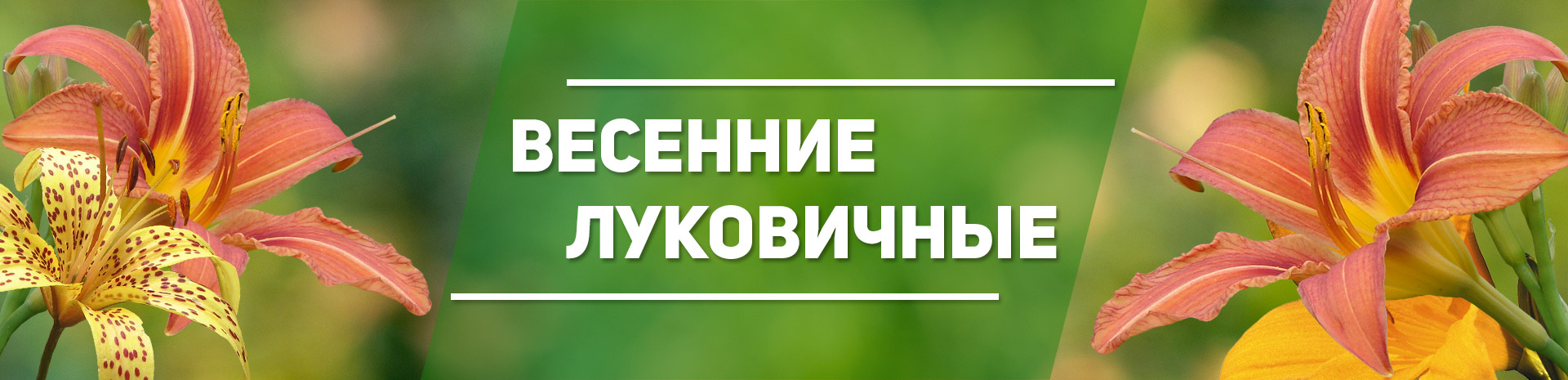семена почтой интернет магазин семян по россии