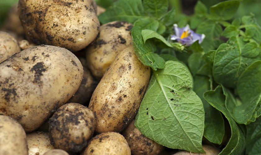 картофель-4.jpg картофель-4.jpg